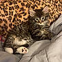 kitten, cat, tabby, leopard_print, blanket, bedding, indoor, pet, feline, fur, cute, relaxed, animal, cozy, lying_down, whiskers, paw, ears, young, sleepy