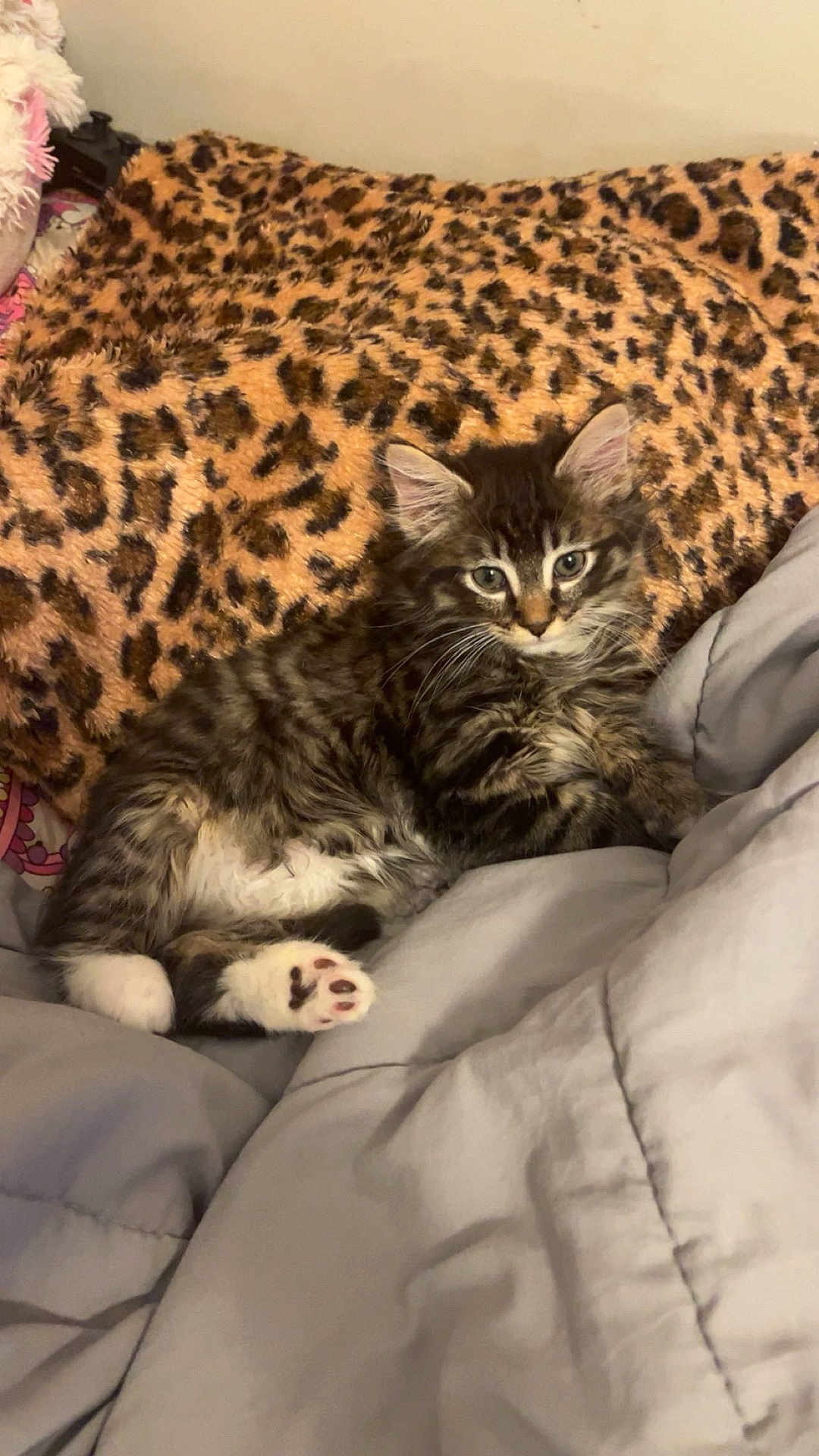 Mimi joined the competition — help win amazing prizes! kitten, cat, tabby, leopard_print, blanket, bedding, indoor, pet, feline, fur, cute, relaxed, animal, cozy, lying_down, whiskers, paw, ears, young, sleepy