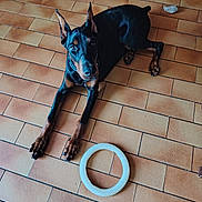 Ahyana participe au concours pour gagner de l'argent avec cette photo : alert, animal, black_dog, brown_markings, circular_toy, companion, doberman, dog, domestic_animal, ears_up, floor, house, indoor, looking_at_camera, lying_down, pet, playful, rope_toy, tile_floor, toy