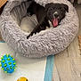 dog, puppy, pet_bed, yawning, tongue_out, toy, chew_toy, plush_bed, pee_pad, wood_floor, radiator, cardboard_box, indoor, cozy, black_fur, white_marking, happy, playful, sleeping_area, paw