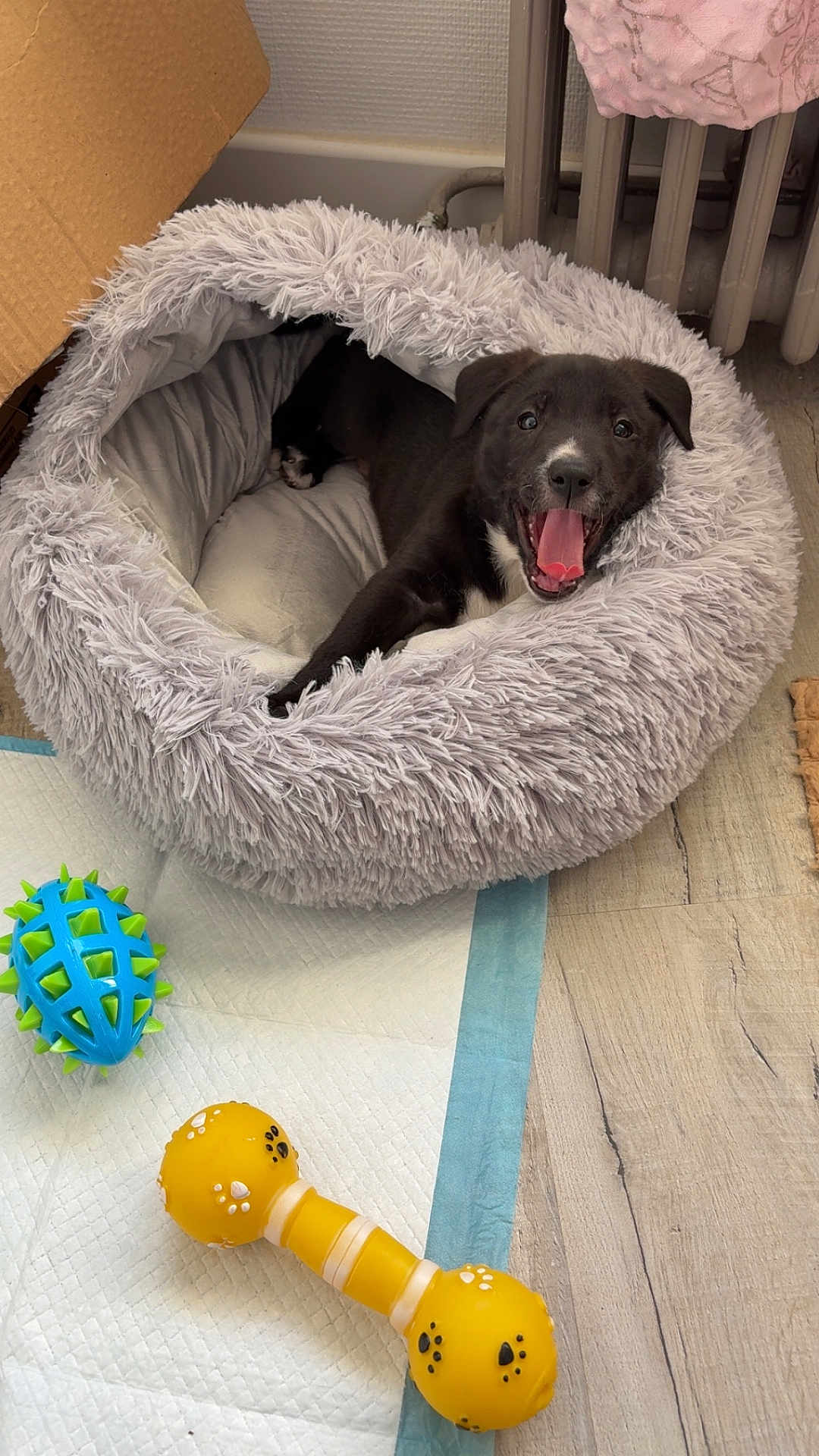 Stella a rejoint le concours — aidez-le/la à gagner de superbes lots ! dog, puppy, pet_bed, yawning, tongue_out, toy, chew_toy, plush_bed, pee_pad, wood_floor, radiator, cardboard_box, indoor, cozy, black_fur, white_marking, happy, playful, sleeping_area, paw