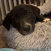 Stella participe au concours pour gagner de l'argent avec cette photo : dog, puppy, pet, bed, blanket, radiator, fur, cute, sleepy, nose, eyes, indoor, cozy, pillow, resting, close_up, animal, home, muzzle, looking_at_camera