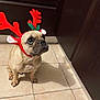 dog, reindeer_antlers, costume, tile_floor, indoor, brown_dog, small_dog, pet, cute, looking_up, hand, cabinet, floor, christmas, holiday, animal, domestic_animal, companion, decorative, festive