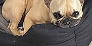 Molly participe au concours pour gagner de l'argent avec cette photo : dog, french_bulldog, pet, cushion, indoor, sleeping, resting, ears, floor, tile, striped_pillow, tan_fur, black_cushion, cute, animal, companion, relaxed, close_up, domestic, cozy