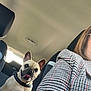 Molly participe au concours pour gagner de l'argent avec cette photo : dog, french_bulldog, car_interior, seat, person, plaid_jacket, tongue_out, pet, happy, canine, animal, leash, black_collar, window, headrest, daylight, smiling, domestic_animal, companion, transport