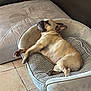 dog, french_bulldog, sleeping, pet_bed, indoor, cozy, relaxed, canine, paw, tile_floor, resting, cute, animal, home, comfort, bed, fur, nap, dog_bed, pet