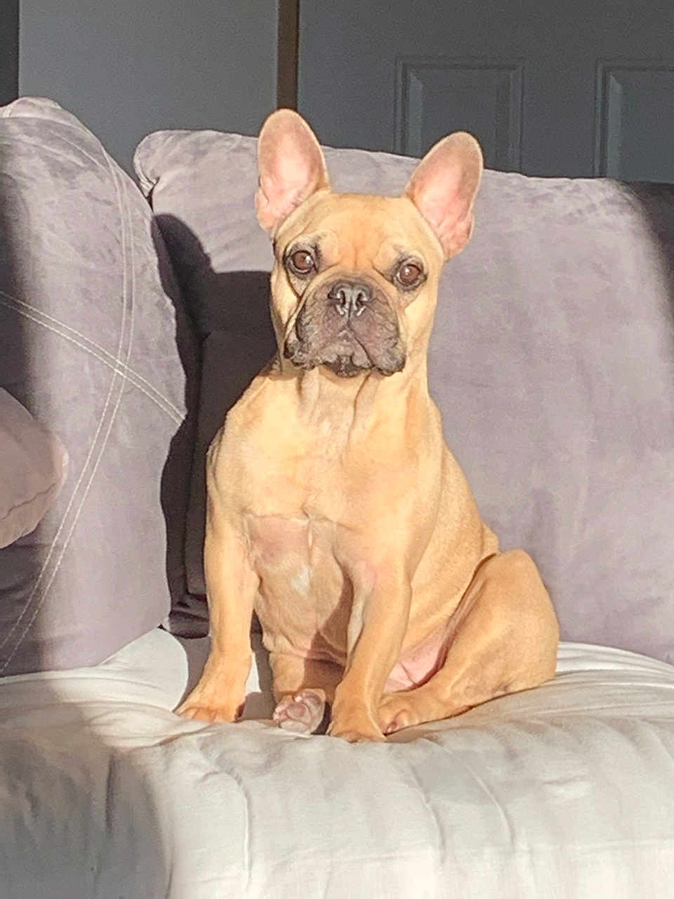 Molly a rejoint le concours — aidez-le/la à gagner de superbes lots ! dog, french_bulldog, pet, indoor, couch, furniture, sunlight, shadow, animal, canine, ears, face, sitting, portrait, domestic, cute, companion, relaxing, home, light