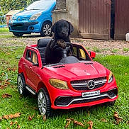 Milo a rejoint le concours — aidez-le/la à gagner de superbes lots ! puppy, dog, toy_car, red_car, grass, yard, outdoor, steering_wheel, black_dog, small_car, playful, cute, vehicle, shed, blue_car, nature, leaves, parked_car, pet, funny