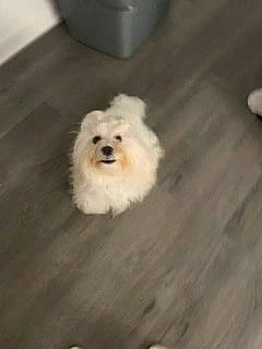 Teddy is registered to the contest to win money with this photo: bichon, bolognese, bolonka, canidae, carnivore, companion_dog, coton_de_tulear, dog, dog_breed, havanese, maltepoo, maltese, mammal, pomeranian, poodle, puppy, shih_tzu, skin, toy_dog, toy_poodle