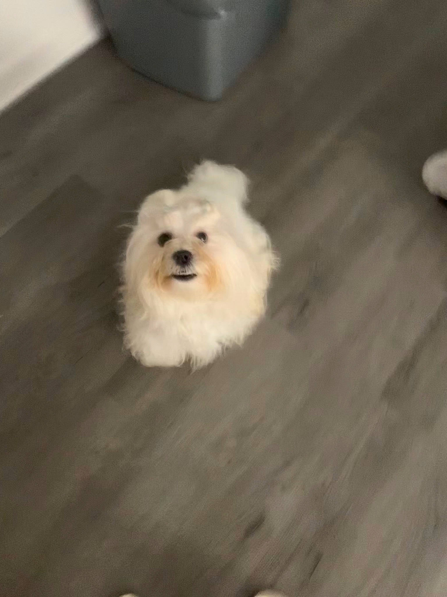 Teddy is registered to the contest to win money with this photo: bichon, bolognese, bolonka, canidae, carnivore, cavachon, companion_dog, coton_de_tulear, dog, dog_breed, havanese, maltepoo, maltese, mammal, morkie, non_sporting_group, pomeranian, puppy, toy_dog, toy_poodle