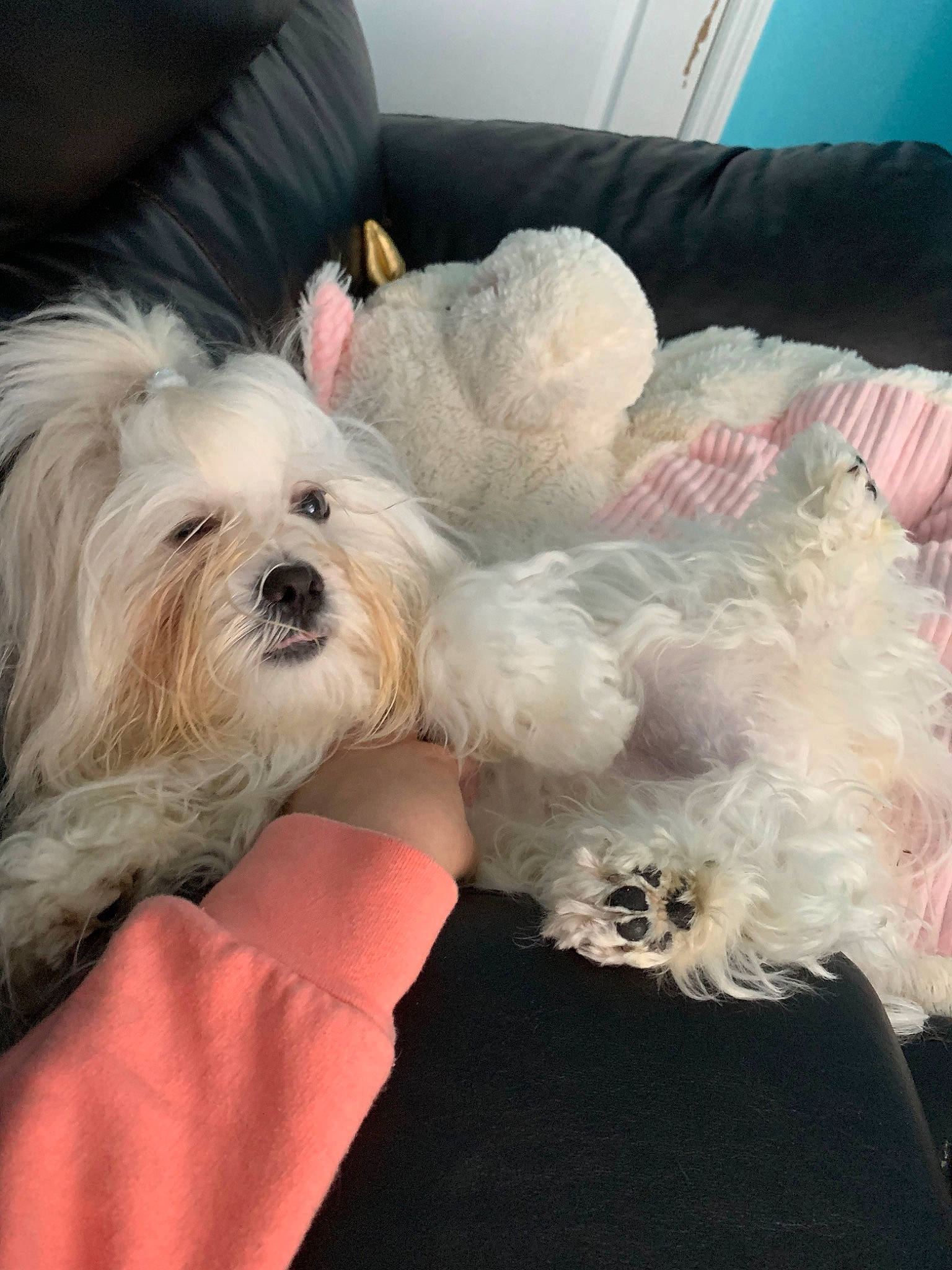 Teddy is registered to the contest to win money with this photo: bichon, bolognese, bolonka, canidae, carnivore, companion_dog, coton_de_tulear, dog, dog_breed, havanese, kyi_leo, maltepoo, maltese, mammal, morkie, puppy, schnoodle, shih_tzu, vertebrate, west_highland_white_terrier