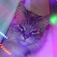 Cloudee Bait is registered to the contest to win money with this photo: cat, animal, pet, fluffy, curtain, light_streaks, purple_haze, indoor, close_up, whiskers, face, ears, soft_light, mystical, colorful, feline, portrait, domestic, cute, cozy