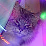 cat, animal, pet, fluffy, curtain, light_streaks, purple_haze, indoor, close_up, whiskers, face, ears, soft_light, mystical, colorful, feline, portrait, domestic, cute, cozy