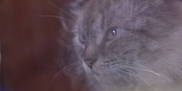 Cloudee Bait is registered to the contest to win money with this photo: cat, close_up, blurry, face, whiskers, fur, animal, pet, soft_focus, indoor, gray, portrait, feline, muzzle, eye, cute, domestic_animal, background, blur, head