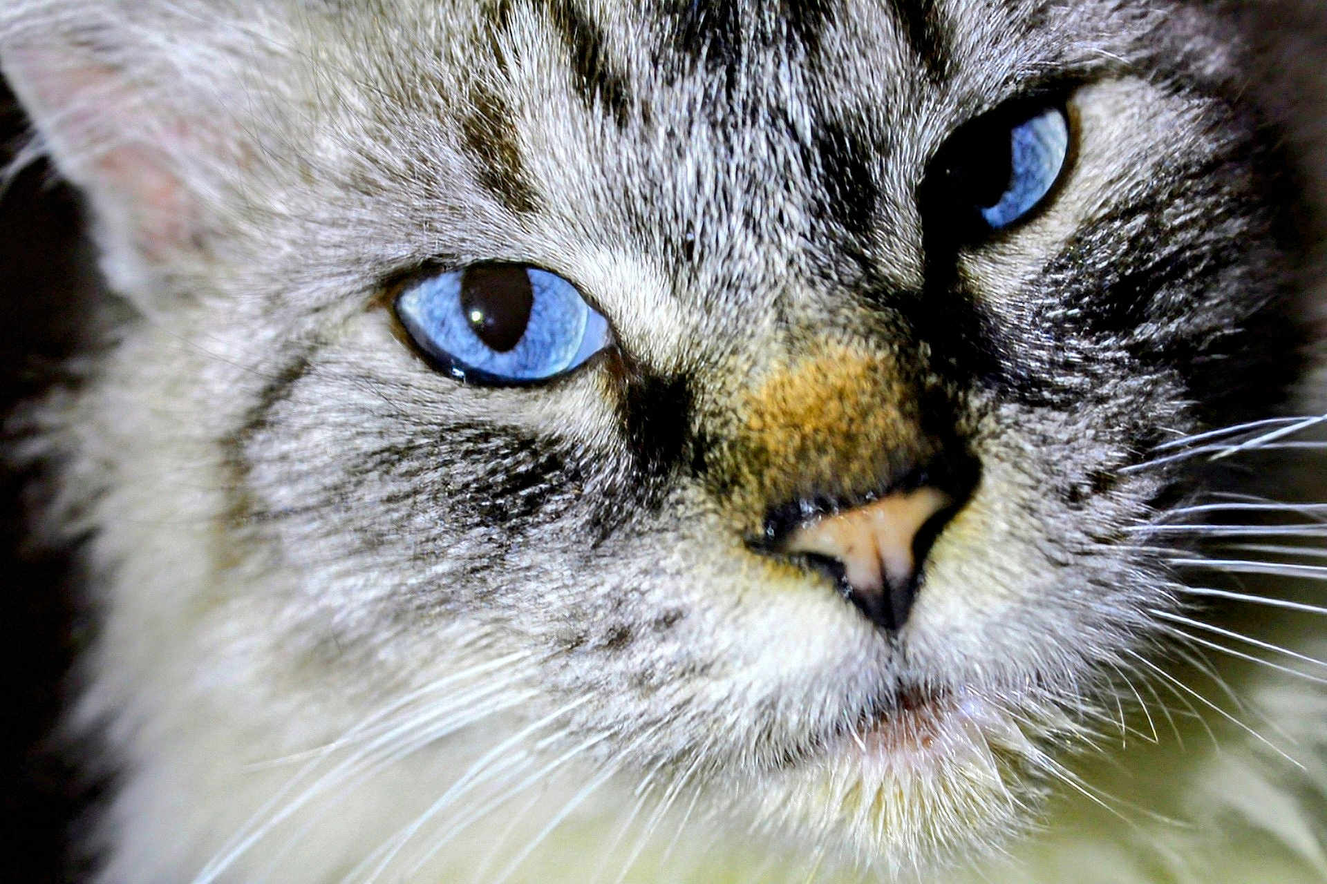 Cloudee Bait is registered to the contest to win money with this photo: cat, close_up, blue_eyes, whiskers, fur, face, animal, pet, portrait, mammal, feline, cute, domestic_cat, nose, eye, whisker, looking, macro, detail, soft