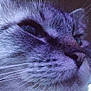Cloudee Bait is registered to the contest to win money with this photo: cat, close_up, whiskers, fur, profile, animal, pet, indoor, face, portrait, feline, muzzle, ears, nose, soft_light, background, fan, texture, gray, domestic