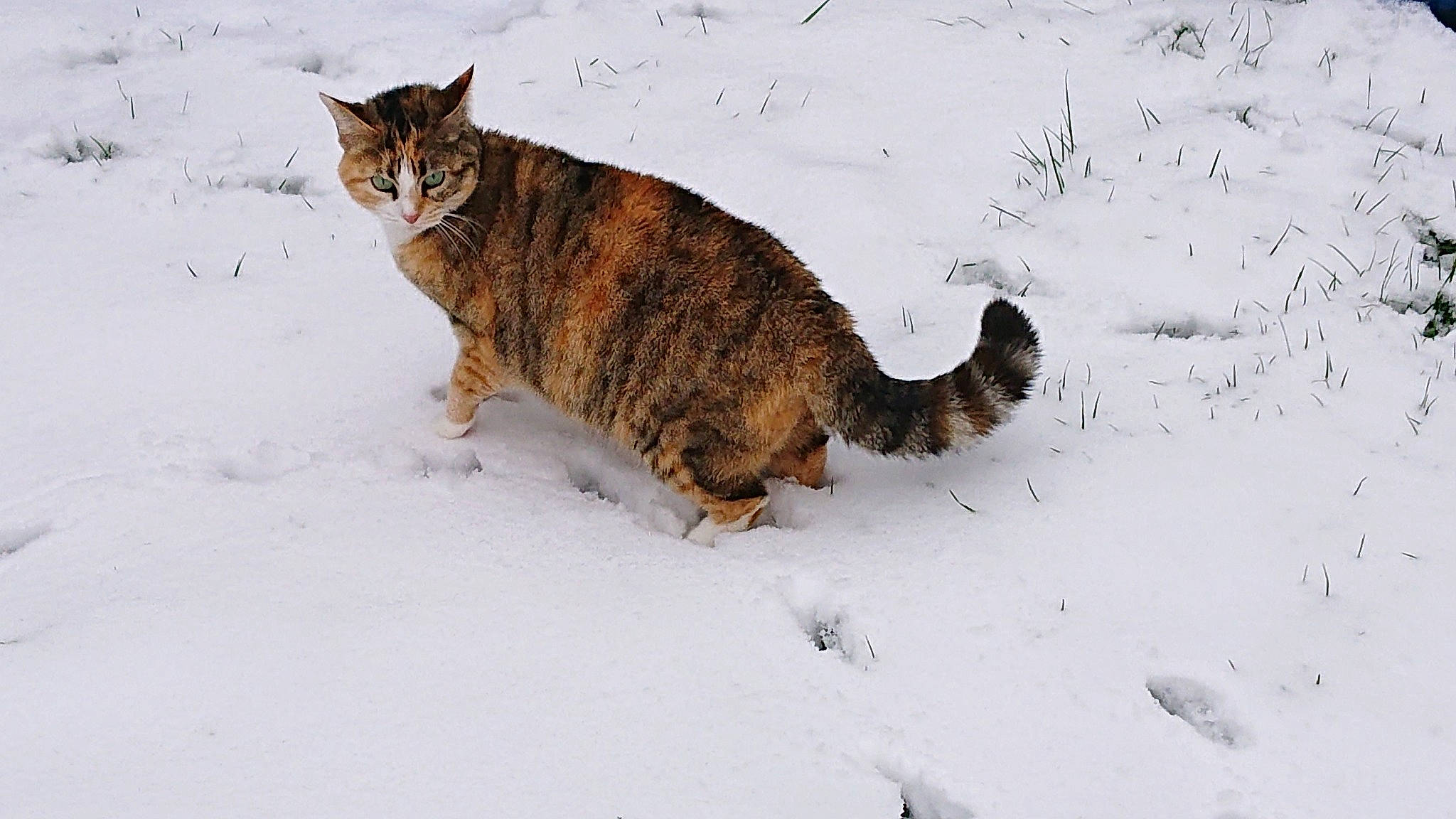 Mouche a rejoint le concours — aidez-le/la à gagner de superbes lots ! canidae, carnivore, cat, domestic_short_haired_cat, fawn, felidae, freezing, fur, lynx, mammal, precipitation, small_to_medium_sized_cats, snout, snow, tail, terrestrial_animal, tree, whiskers, wildlife, winter