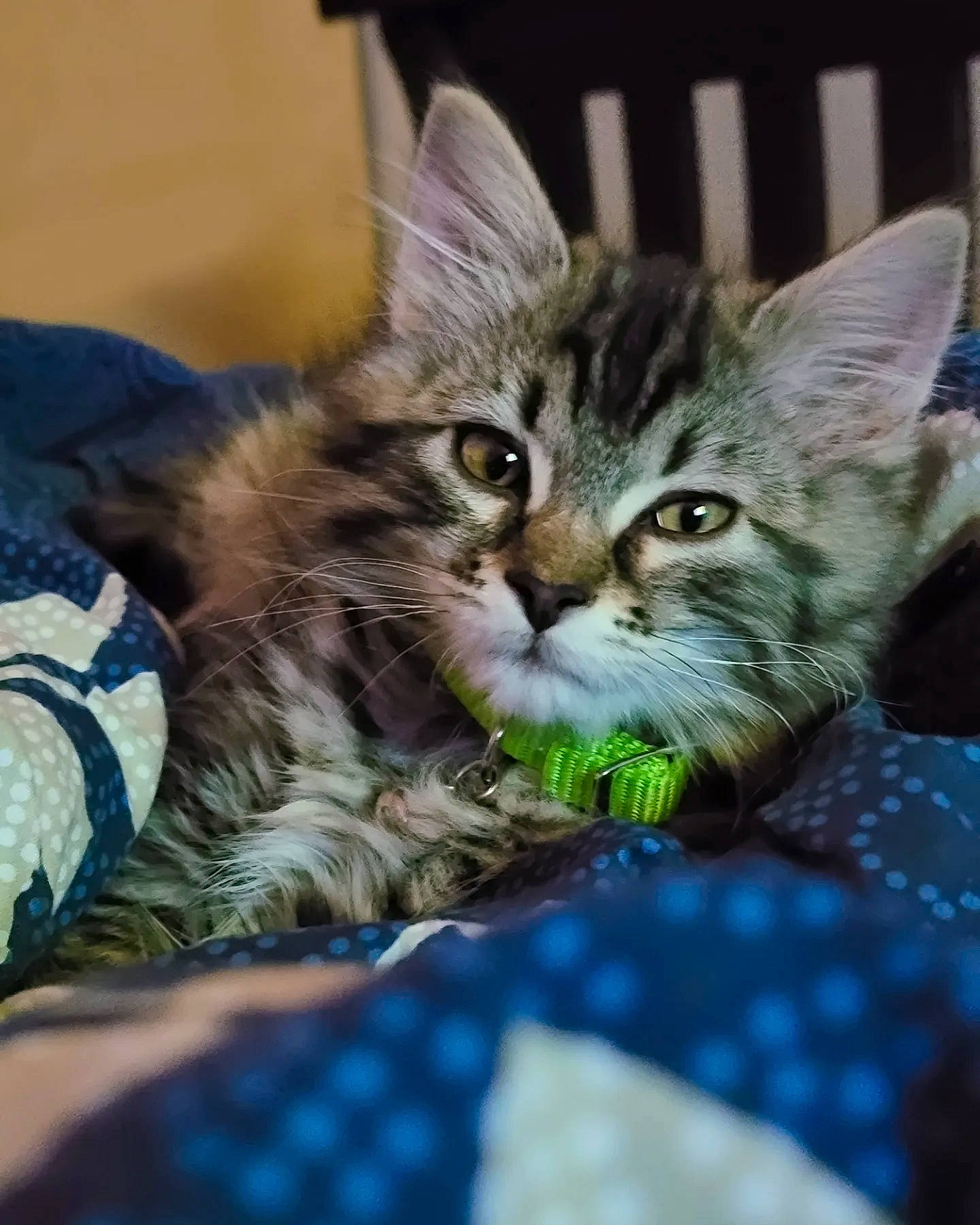 Buffy joined the competition — help win amazing prizes! carnivore, cat, claw, domestic_short_haired_cat, felidae, fur, gesture, grass, pattern, paw, small_to_medium_sized_cats, whiskers, wildlife