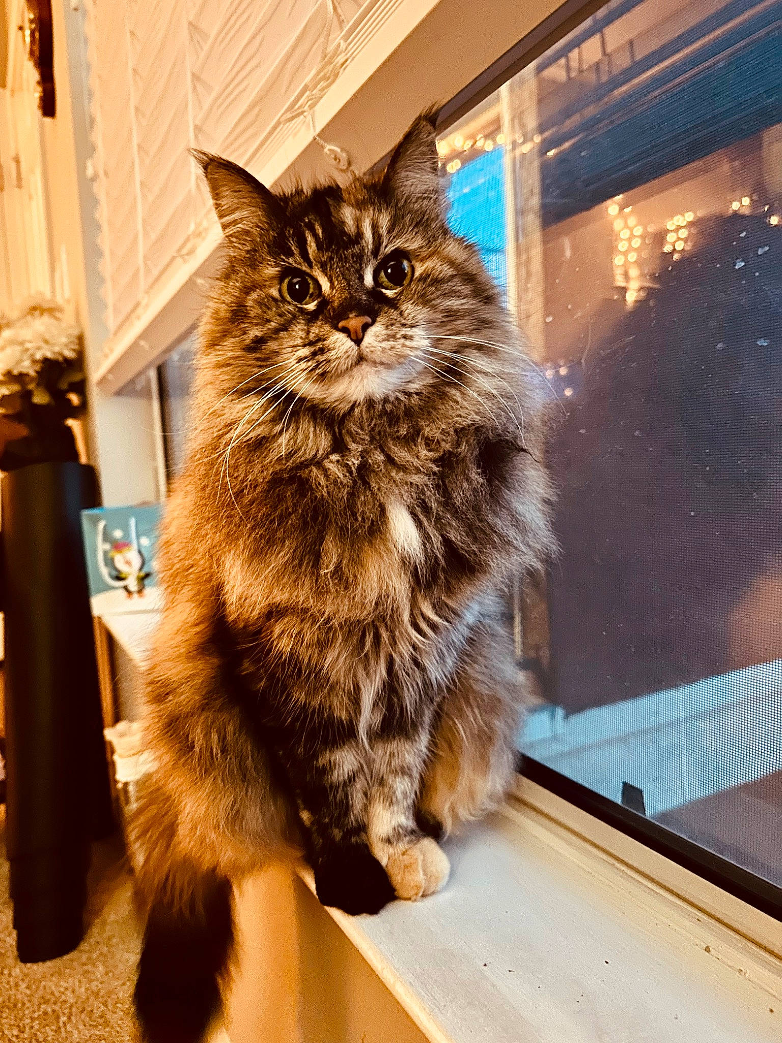 Blake is registered to the contest to win money with this photo: box, british_longhair, carnivore, cat, claw, domestic_short_haired_cat, fawn, felidae, flooring, fur, houseplant, maine_coon, plant, sitting, small_to_medium_sized_cats, snout, tail, terrestrial_animal, whiskers, wood