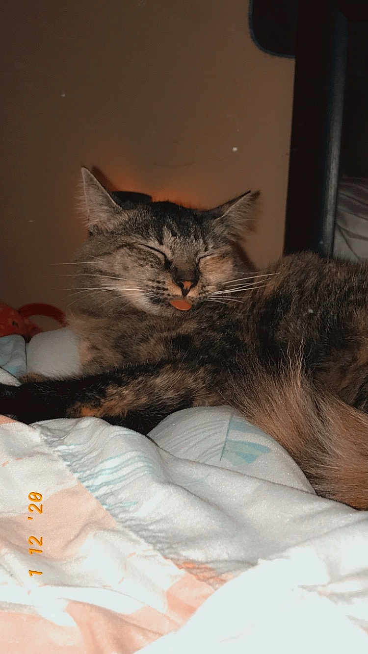 Maya is registered to the contest to win money with this photo: cat, tabby, sleeping, tongue_out, indoor, bed, blanket, cozy, feline, pet, whiskers, fur, cute, resting, domestic_animal, animal, mammal, close_up, relaxing, soft
