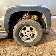 Maya joined the competition — help win amazing prizes! cat, animal, vehicle, tire, truck, outdoor, sunlight, dusty, fluffy, pet, resting, feline, wheel, nature, ground, daylight, relaxed, fur, mammal, transport