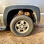 cat, animal, vehicle, tire, truck, outdoor, sunlight, dusty, fluffy, pet, resting, feline, wheel, nature, ground, daylight, relaxed, fur, mammal, transport