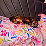 Maya is registered to the contest to win money with this photo: cat, bed, pillow, floral_pattern, butterfly_pattern, upside_down, relaxing, cozy, indoor, furry, pet, cute, headboard, colorful, sleepy, animal, domestic, feline, resting, soft_lighting