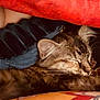 cat, tabby, sleeping, blanket, cozy, fur, pet, indoor, resting, closeup, animal, comfort, warm, snuggling, person, arm, textile, pattern, soft, relaxation