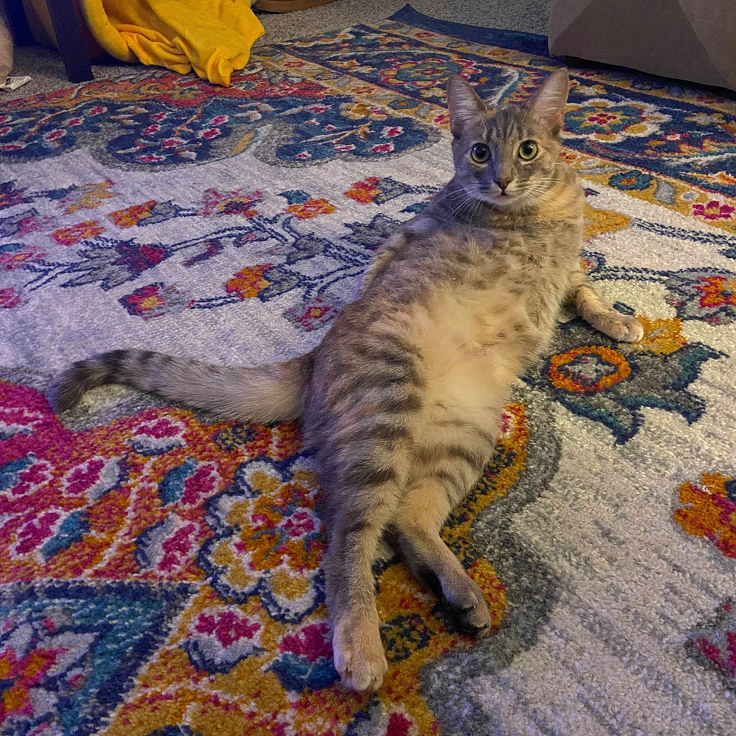 Chica is registered to the contest to win money with this photo: abyssinian, animal, architecture, box, building, cat, clothing, footwear, furniture, hardwood, homedecor, indoors, kitten, livingroom, manx, pet, room, rug, shoe, wood