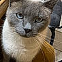 cat, grey_cat, blue_eyes, whiskers, chair, indoor, feline, close_up, pet, fur, animal, looking, curious, domestic_cat, sitting, mustard_chair, tile_floor, whiskers_visible, ears, face
