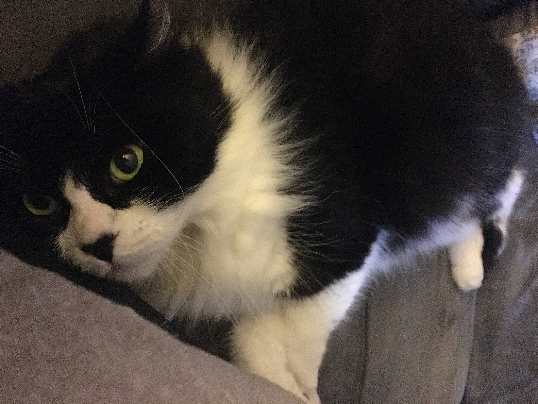 Guess participe au concours pour gagner de l'argent avec cette photo : carnivore, cat, domestic_short_haired_cat, felidae, fur, paw, small_to_medium_sized_cats, snout, tail, terrestrial_animal, whiskers, window