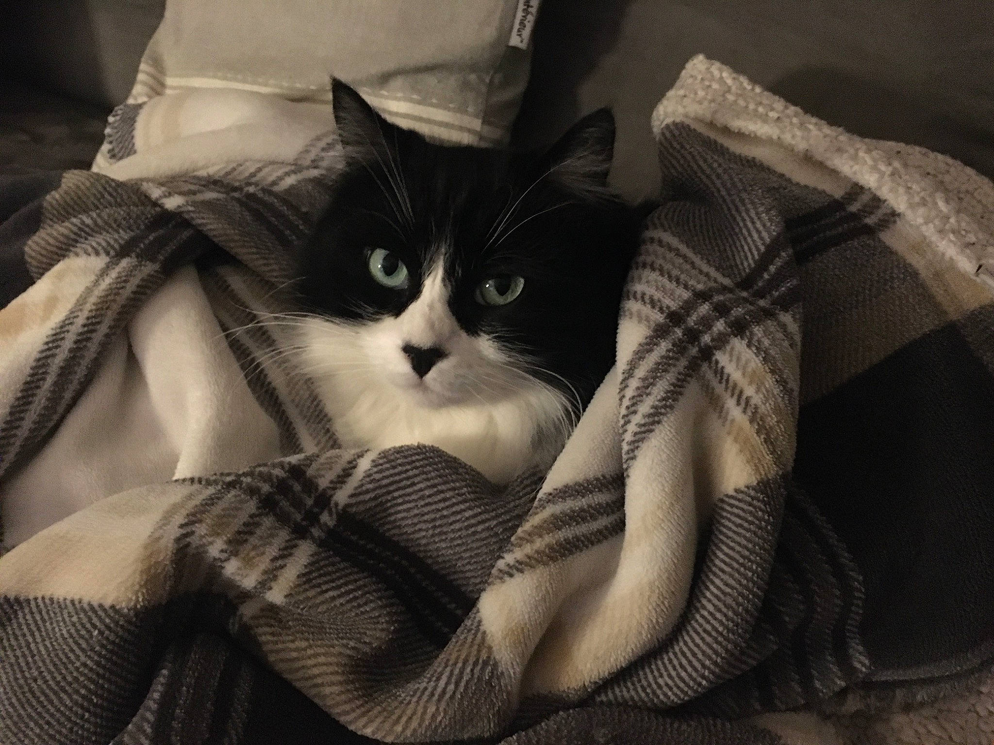 Guess participe au concours pour gagner de l'argent avec cette photo : bag, bedding, box, carnivore, cat, comfort, domestic_short_haired_cat, felidae, fur, grey, linens, monochrome, monochrome_photography, nap, pattern, sleep, small_to_medium_sized_cats, snout, tints_and_shades, whiskers