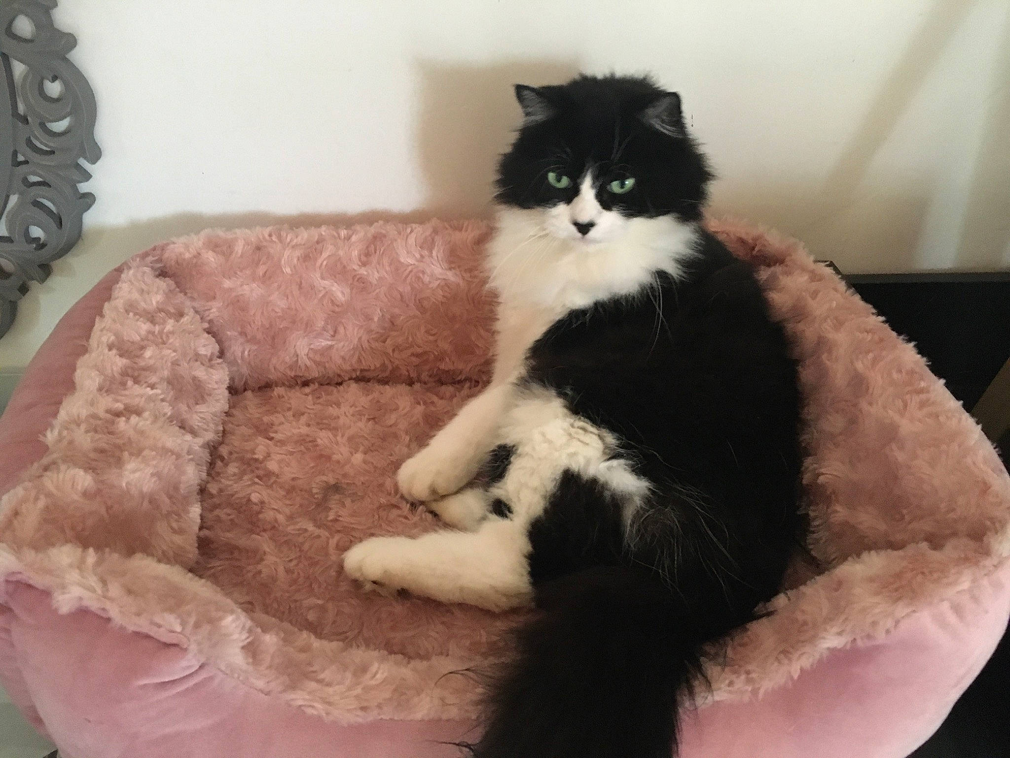 Guess a rejoint le concours — aidez-le/la à gagner de superbes lots ! carnivore, cat, cat_bed, cat_supply, claw, comfort, companion_dog, domestic_short_haired_cat, eye, felidae, formal_wear, fur, paw, plant, sitting, small_to_medium_sized_cats, snout, tail, terrestrial_animal, whiskers