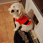 Bianca a rejoint le concours — aidez-le/la à gagner de superbes lots ! animal, companion, curious, cute, dog, dog_door, domestic_animal, floor_mat, fluffy, house, indoor, looking_up, musical_rug, pet, pet_clothing, red_sweater, small_dog, tail, tile_floor, white_dog