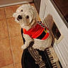animal, companion, curious, cute, dog, dog_door, domestic_animal, floor_mat, fluffy, house, indoor, looking_up, musical_rug, pet, pet_clothing, red_sweater, small_dog, tail, tile_floor, white_dog