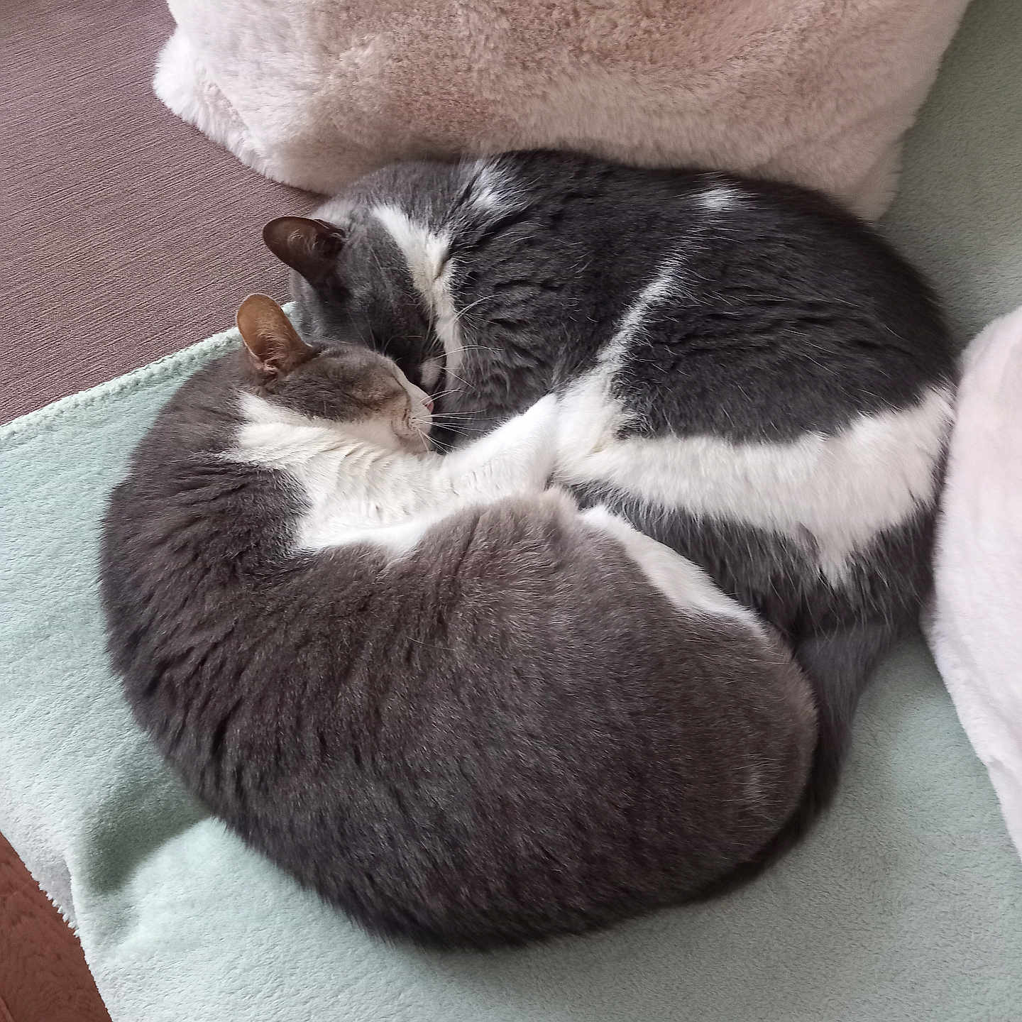 Maty participe au concours pour gagner de l'argent avec cette photo : animal, blanket, cat, comfort, companion, cozy, curled_up, cute, feline, friendship, fur, gray, indoor, nap, pets, relaxation, resting, sleeping, soft, white