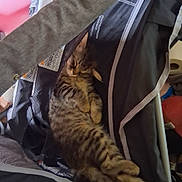 Rosie joined the competition — help win amazing prizes! animal, cat, cozy, curled_up, cute, feline, fur, grey_sleeve, indoor, kitten, mesh, nap, paw, pet, playpen, relaxed, resting, sleeping, striped, stroller