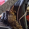 animal, cat, cozy, curled_up, cute, feline, fur, grey_sleeve, indoor, kitten, mesh, nap, paw, pet, playpen, relaxed, resting, sleeping, striped, stroller