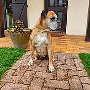 Toundra a rejoint le concours — aidez-le/la à gagner de superbes lots ! dog, brown_dog, sitting, outdoor, house, door, potted_plant, cobblestone, grass, patio, pet, canine, animal, quiet, daytime, front_yard, fur, ears, snout, side_view