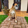 dog, brown_dog, sitting, outdoor, house, door, potted_plant, cobblestone, grass, patio, pet, canine, animal, quiet, daytime, front_yard, fur, ears, snout, side_view
