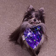 Eevee joined the competition — help win amazing prizes! adorable, animal, bandana, carpet, companion, cute, dog, domestic, fluffy, friendly, fur, indoor, looking_up, mammal, pet, portrait, purple, sitting, small_dog, space_pattern