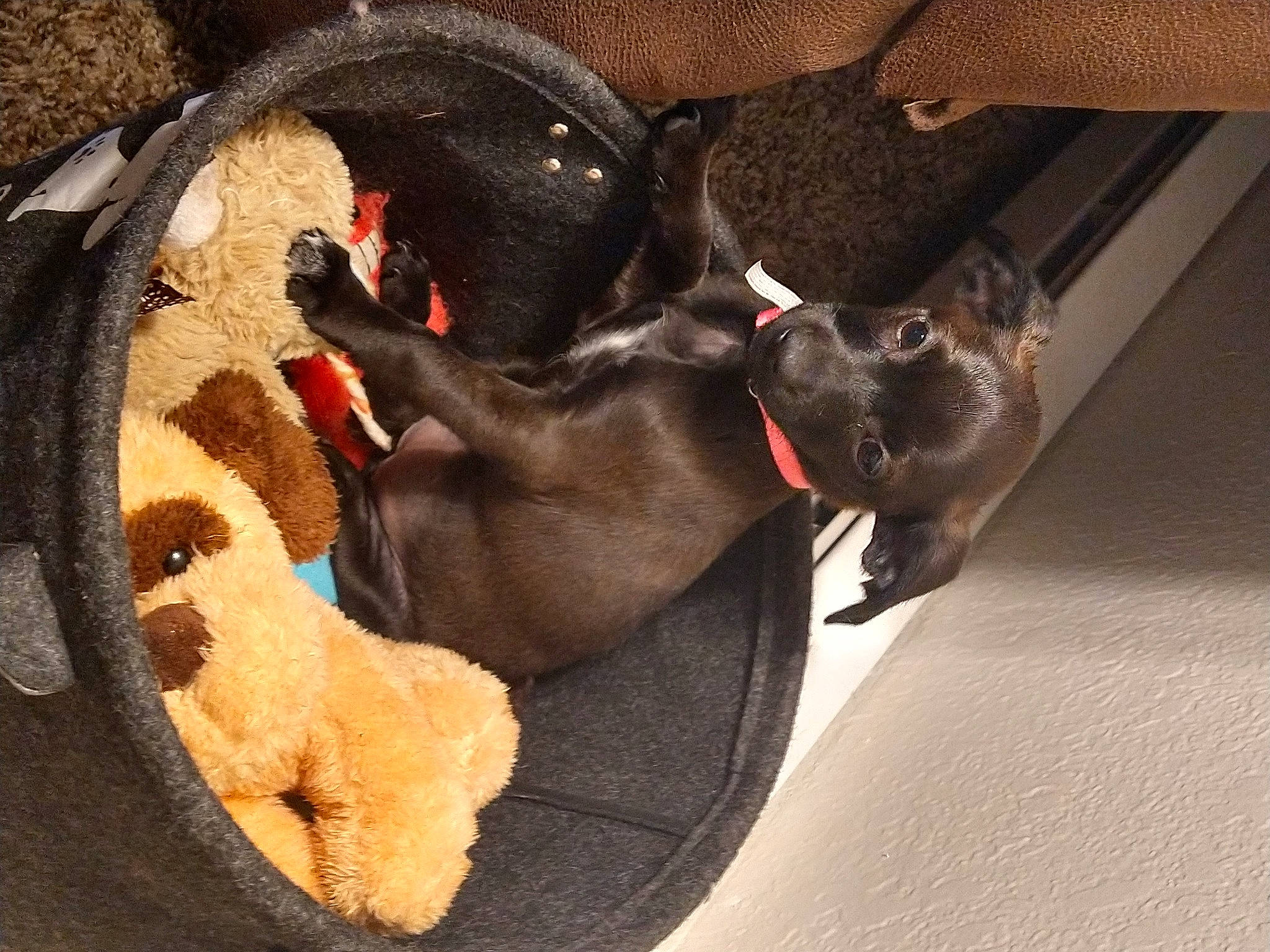 Tea Cup joined the competition — help win amazing prizes! canidae, carnivore, collar, comfort, companion_dog, dog, dog_bed, dog_breed, dog_supply, fawn, felidae, fur, leash, pet_supply, small_to_medium_sized_cats, snout, sporting_group, tail, whiskers, working_animal