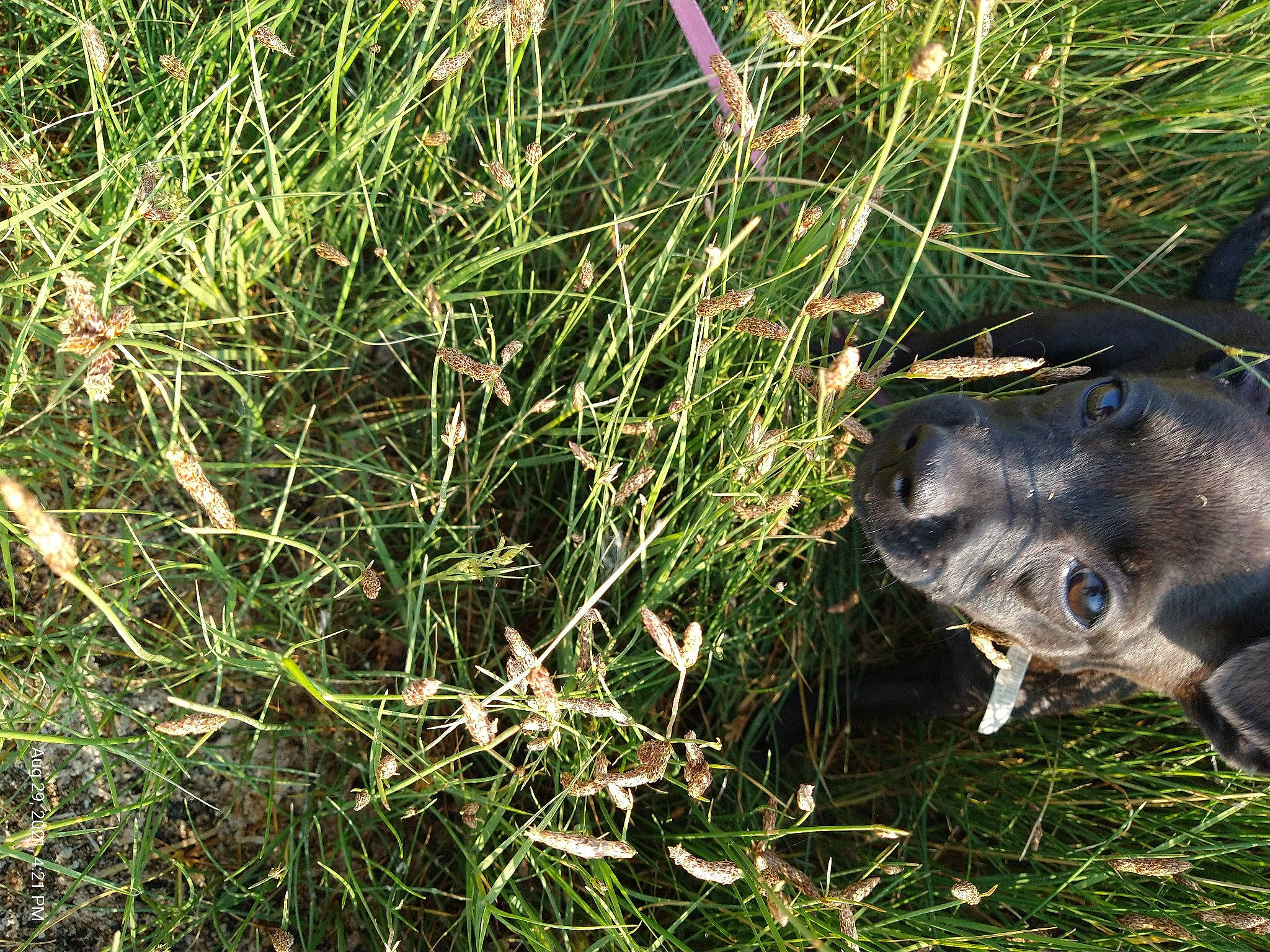 Tea Cup joined the competition — help win amazing prizes! electric_blue, fish, flowering_plant, grass, grass_family, groundcover, herb, marine_mammal, plant, plant_community, sedge_family, shrubland, snout, soil, sporting_group, terrestrial_animal, terrestrial_plant, twig, whiskers, wildlife