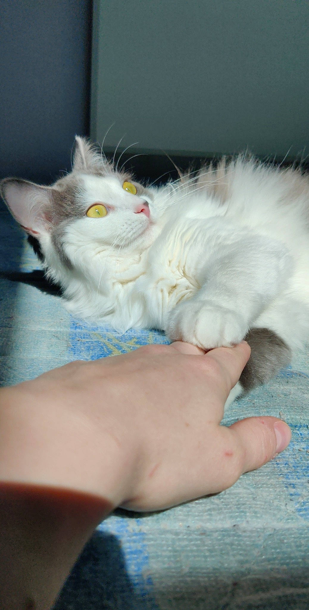 Nalya participe au concours pour gagner de l'argent avec cette photo : blue, carnivore, cat, comfort, domestic_short_haired_cat, ear, fawn, felidae, finger, foot, fur, gesture, glasses, hand, mammal, nail, paw, small_to_medium_sized_cats, tail, whiskers