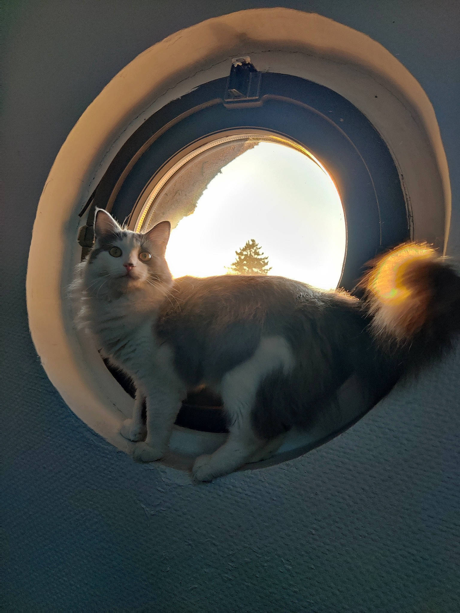 Nalya a rejoint le concours — aidez-le/la à gagner de superbes lots ! carnivore, cat, ceiling, circle, comfort, domestic_short_haired_cat, door, felidae, fur, gas, heat, home_appliance, mammal, paw, small_to_medium_sized_cats, snout, tail, vertebrate, whiskers, window