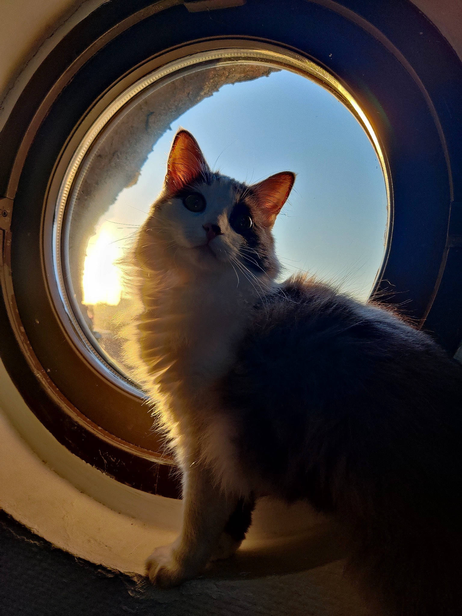 Nalya participe au concours pour gagner de l'argent avec cette photo : automotive_lighting, automotive_tire, carnivore, cat, domestic_short_haired_cat, felidae, fender, fur, headlamp, rim, small_to_medium_sized_cats, snout, tail, tints_and_shades, tire, tire_care, wheel, whiskers, window, wood