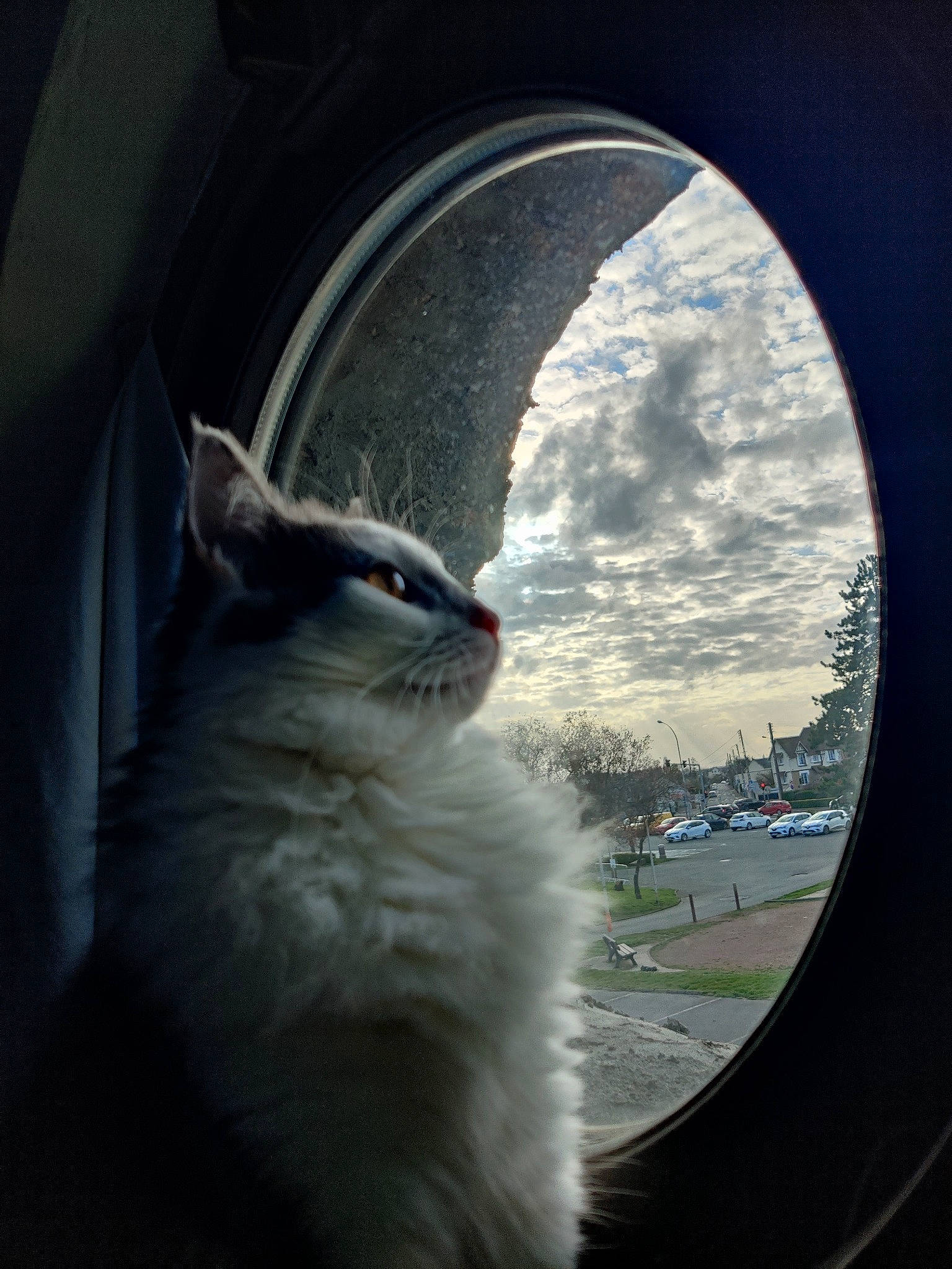 Nalya a rejoint le concours — aidez-le/la à gagner de superbes lots ! auto_part, automotive_window_part, carnivore, cat, circle, cloud, cumulus, domestic_short_haired_cat, felidae, fur, glass, landscape, sky, small_to_medium_sized_cats, snout, tail, tints_and_shades, whiskers, window, windshield
