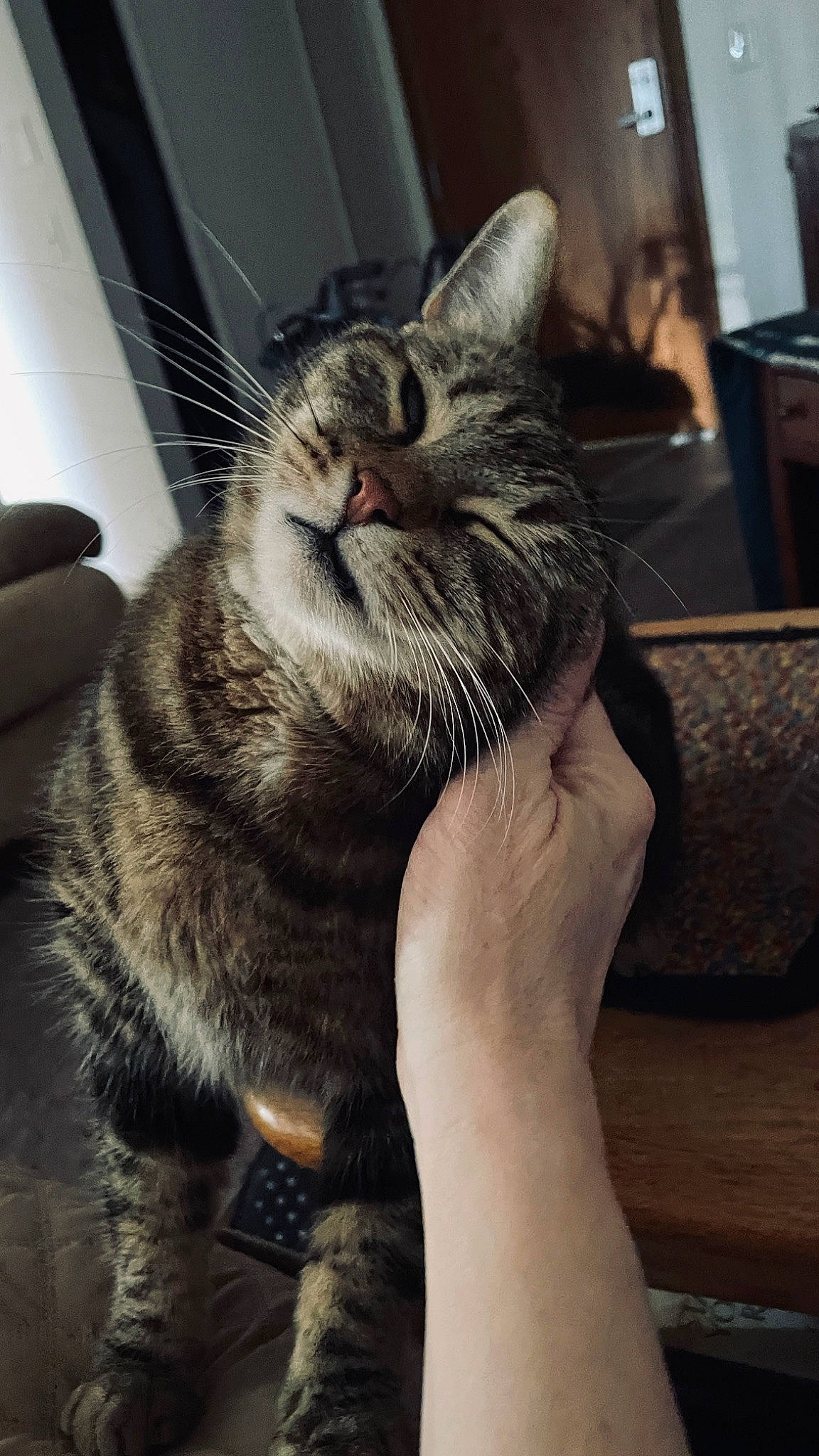 Izzy joined the competition — help win amazing prizes! carnivore, cat, claw, comfort, domestic_short_haired_cat, ear, eye, felidae, foot, fur, grey, human_leg, jaw, metal, paw, sitting, small_to_medium_sized_cats, snout, tail, whiskers