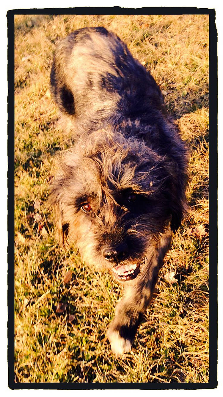 Chewbacca participe au concours pour gagner de l'argent avec cette photo : bosnian_coarse_haired_hound, cairn_terrier, canidae, carnivore, dog, dog_breed, mammal, morkie, petit_basset_griffon_vendeen, puppy, schnoodle, sporting_group, sporting_lucas_terrier, terrier, vertebrate, wirehaired_pointing_griffon