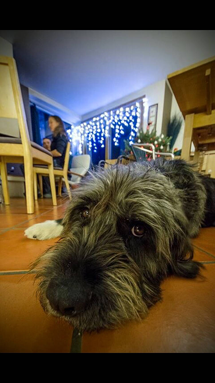 Chewbacca participe au concours pour gagner de l'argent avec cette photo : affenpinscher, cairn_terrier, canidae, carnivore, dog, dog_breed, giant_schnauzer, glen_of_imaal_terrier, mammal, miniature_schnauzer, rare_breed_dog, schnauzer, schnoodle, small_terrier, snout, sporting_group, standard_schnauzer, terrier, vertebrate